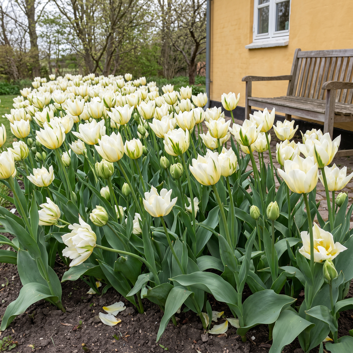 Tulppaani 'Exotic Emperor'